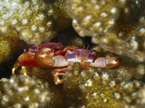 Red and orange crab, purple coral crab (Trapezia cymodoce), between brown corals in close-up, dive