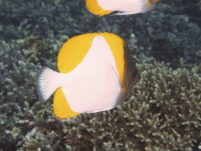 Close-up of a yellow-white fish, Pyramid butterflyfish (Hemitaurichthys polylepis), in front of