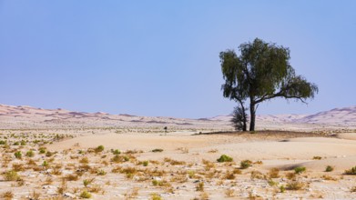 Green tree in a plain of the Rub al Khali desert, Dhofar province, Arabian Peninsula, Sultanate of