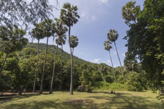 Palm trees on Hat Laem Sala beach, Hua Hin, Prachuap Khiri Khan province, Thailand, Asia