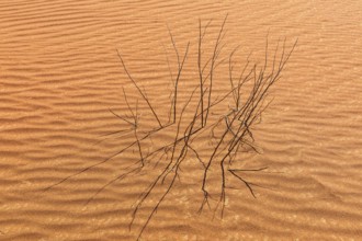 Sand structure formed by the wind, with dead shrub in the Rub al Khali desert, Dhofar province,