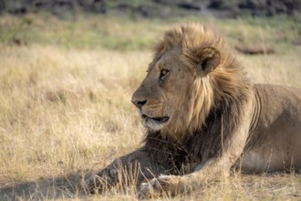 Lion (Panthera leo), animal portrait, adult male, lying in dry grass, Khwai, Okavango Delta, Moremi