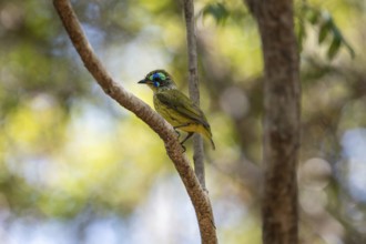 Bird, Mallet Asity (Philipitta schlegeli) in the dry forests of the Tsingy de Bemaraha National