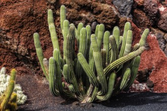 2016, Guatiza, Lanzarote, Jardin de Cactus by Cesar Manrique, ESP, Spain, Canary Islands, Canary