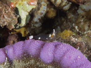 Transparent shrimp, peacock anemone shrimp (Ancylocaris brevicarpalis), resting on a purple