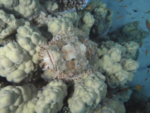 Fringed scorpionfish (Scorpaenopsis oxycephala) in perfect camouflage within a coral landscape