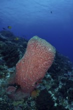 Barrel sponge, barrel sponge (Xestospongia testudinaria) protruding from the underwater vegetation,