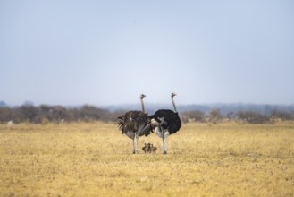 Common ostrich (Struthio camelus), adult female and male with six young, chicks, animal family,