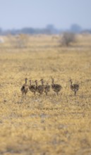 Common ostrich (Struthio camelus), six juveniles, chicks, African savannah, Nxai Pan National Park,