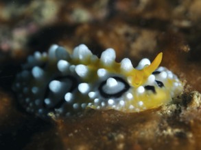 Vivid yellow nudibranch with white dots, eyespot wart slug (Phyllidia ocellata), on dark background