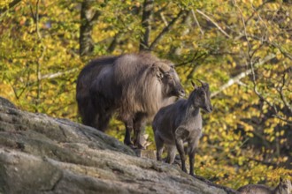 One adult female and one adult male Himalayan Tahr (Hemitragus jemlahicus) standing on rocks in a