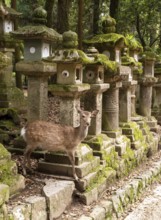 Kasuga-taisha shrine, Nara, Japan, Asia