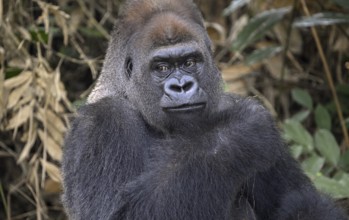 Western lowland gorilla (Gorilla gorilla gorilla), portrait, Réserve Lésio-Louna nature reserve,