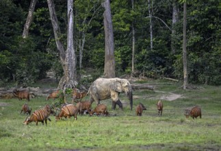 Forest elephant (Loxodonta cyclotis) and bongo antelope (Tragelaphus eurycerus) in the Dzanga Bai