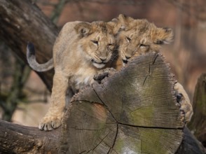 Asiatic Lion (Panthera leo persica), two cubs at play, occurring in India, captive