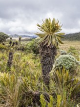 Espeletia Pycnophylla, Paramo de Gabriel Lopez, Totoro, Cauca, Colombia, South America