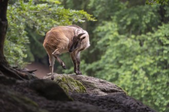 A female Himalayan tahr (Hemitragus jemlahicus) stands on a rock. A dense forest is in the