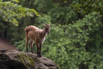 A female Himalayan tahr (Hemitragus jemlahicus) stands on a rock. A dense forest is in the