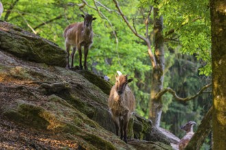 Two female Himalayan grays (Hemitragus jemlahicus) are standing on a rock in a green forest