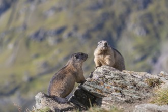 Two young Alpine Marmots, Marmota marmota, sitting on a rock watching their surrounding.