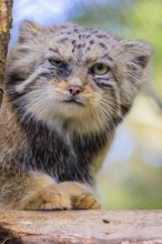 Portrait of a Pallas's cat (Otocolobus manul) or Manul. Least concern species on the IUCN Red List