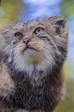 Portrait of a Pallas's cat (Otocolobus manul) or Manul. Least concern species on the IUCN Red List