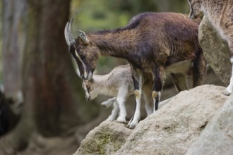 A female bezoar ibex (Capra aegagrus aegagrus) stands together with her goatling on a rock