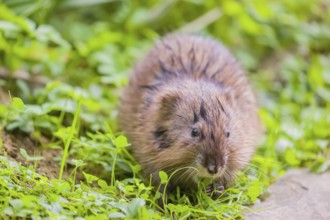 A young muskrat (Ondatra zibethicus) sits in a meadow, eating grass