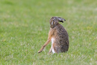 European brown hare (Lepus europaeus) grooming its fur by licking in field, grassland in spring