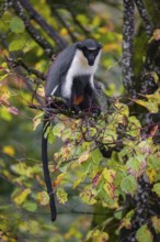 One adult Diana monkey (Cercopithecus diana) sits on a branch of a tree looking around