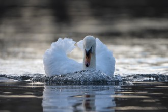 Mute swan (Cygnus olor), male, threatening a rival, Heiligenhaus, North Rhine-Westphalia, Germany,