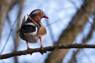 Mandarin duck (Aix galericulata), drake, sitting on a branch, high in a tree, Heiligenhaus, North