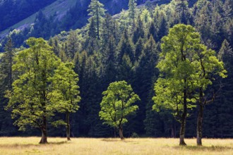 Nature conservancy area Grosser Ahornboden. Sycamore maple trees, Acer pseudoplatanus, in summer.