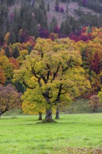 Trees with fall foliage at the Nature conservancy area Grosser Ahornboden. Sycamore maple trees,