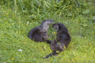 Two Eurasian otter (Lutra lutra), playing in green vegetation. Some yellow flowers (Ranunculus)