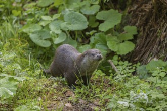 One Eurasian otter (Lutra lutra), walking over a mossy rock. Green vegetation and rocks around him