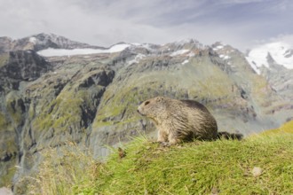 A young Alpine Marmot, Marmota marmota, rests on a grassy rim. Snow covered mountains are in the