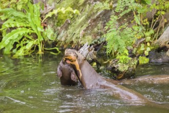 An adult giant otter or giant river otter (Pteronura brasiliensis) carries a 2-month-old juvenile