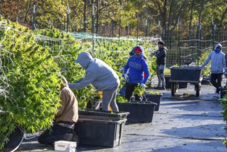 Paw Paw, Michigan, Migrant farmworkers harvest cannabis at Grasshopper Farms