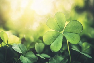 Close up of beautiful clover plant with sun in background with copy sapce. Generative AI, AI