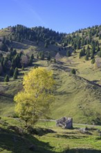 Autumn coloured birch near a ruin from the 1st World War, Pieve del Grappa, Province of Treviso,