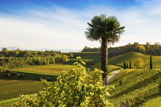 Vineyards and winery with palm trees and cypresses in autumn, Blankenhornsberg, near Ihringen,