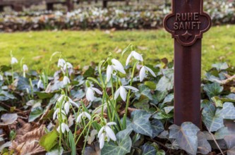 Snowdrops (Galanthus) blooming on a grave, war graves at the Trinitatisfriedhof Riesa, Saxony,