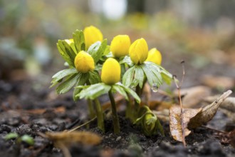 Winter aconite (Eranthis hyemalis) in bloom, slightly snow-covered, Saxony, Germany, Europe