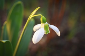 Snowdrops (Galanthus) in bloom, Saxony, Germany, Europe