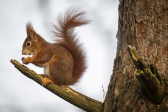 Squirrel (Sciurus vulgaris) sitting on a branch and holding a hazelnut in its paws,