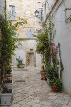 Picturesque Mediterranean alley with plants and old buildings in a quiet atmosphere, Polignano a