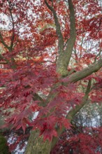 Japanese fan maple (Acer palmatum Trompenburg), autumn colours, Emsland, Lower Saxony, Germany,