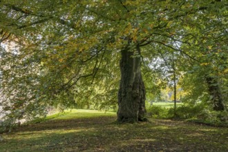 Large tree with dense autumn leaves in a quiet, shady forest, Münsterland, North Rhine-Westphalia,