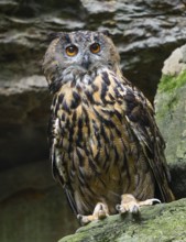 Eurasian Eagle-owl (Bubo bubo) standing in a rock face, captive, Bavarian Forest National Park,